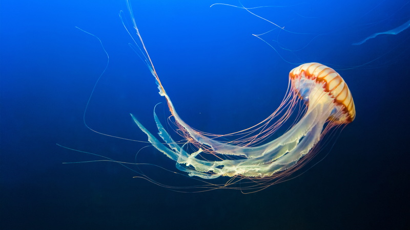 sea, 8K, animal themes, animal, marine, underwater, k, poisonous, swimming, undersea, water, floating on water, no people, animals in the wild, tentacle