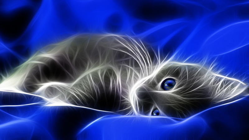 eyes, fractalius, art, x, animals, hd, Blue, cats, grey, spirit, kittens, 720P