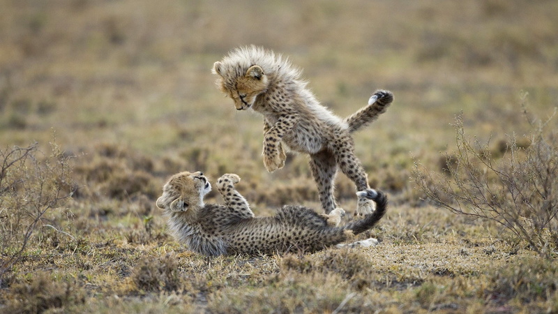baby, art, x, animals, hd, cheetahs, 1080P, cats, cubs, wild