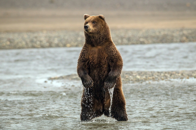 no people, day, wet, alaska - Usa State, stand, outdoors, carnivore, wildlife, river, beach, nature, brown Bear, one Animal, 1080P, water, looking, grizzly
