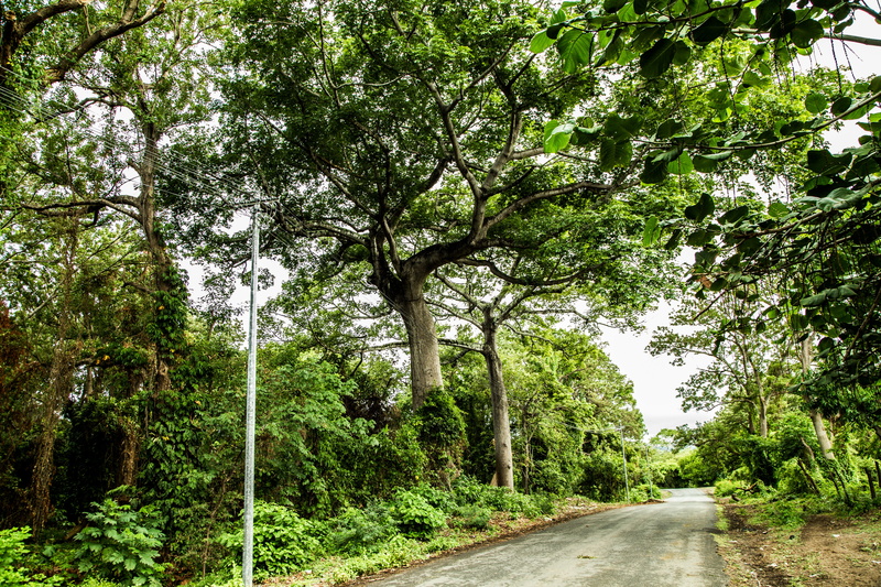 plant, empty road, diminishing perspective, long, outdoors, jungle, footpath, 5K, treelined, beauty in nature, growth, trees, sunlight, leaves, transportation