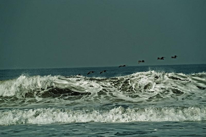 sport, aposentillo, horizon over water, land, surf, power in nature, animal, no people, beach, see, outdoors, wave, rise up surf, nicaragua, scenics - nature