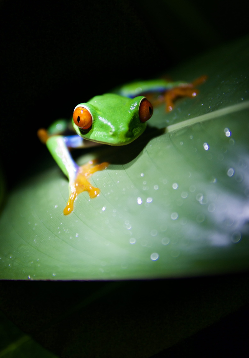 one animal, close-up, black background, costa rica, drop, plant, outdoors, no people, frog, selective focus, nature, amphibian, animals in the wild, water
