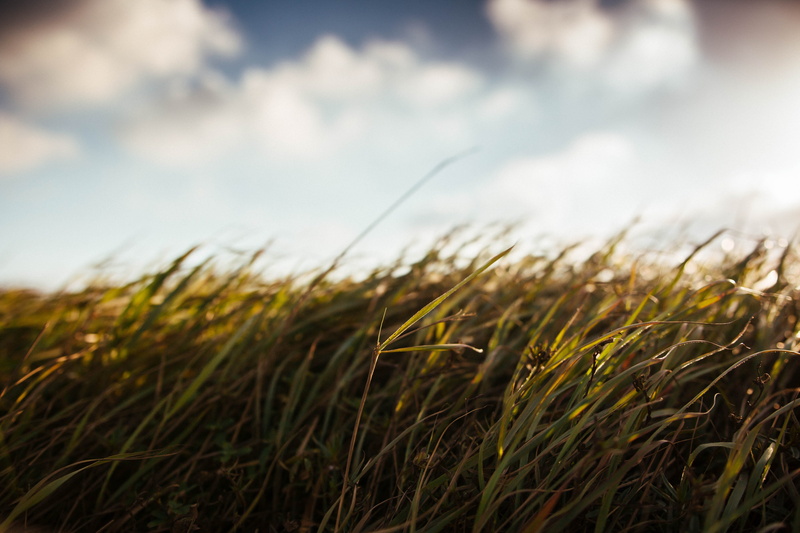 cereal plant, cloud - sky, crop, outdoors, day, agriculture, plain, landscape, field, no people, growth, wind, sky, environment, rural scene, 5K, grass