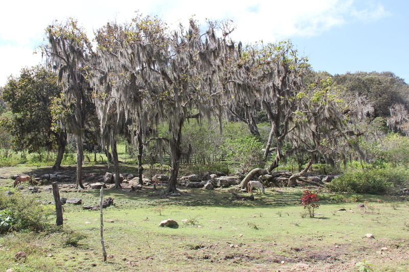 group of animals, day, vertebrate, outdoors, growth, mountaineering, miraflor, mountain landscape, horse, nature, no people, tree, green color, land, nicaragua