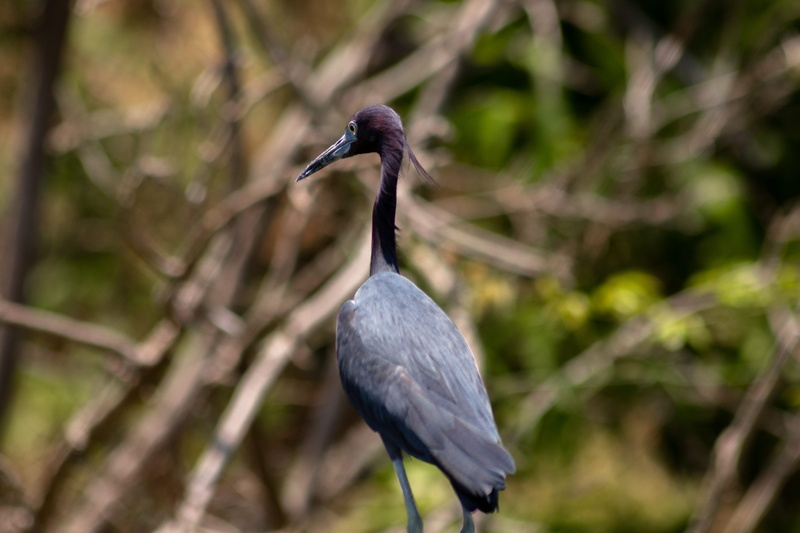 no people, animal, plant, close-up, branch, animals in the wild, animal wildlife, day, one animal, nicaragua, 4K, black color, heron, water bird, tree