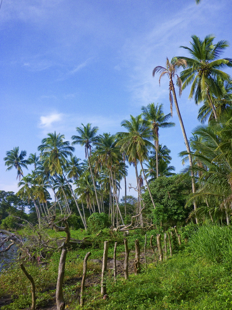 tranquility, beauty in nature, tropical Climate, no people, palms, scenics - nature, day, tropical tree, tranquil scene, outdoors, nature, field, ometepe