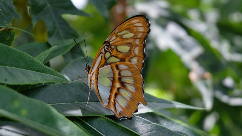 beauty in nature, focus on foreground, one animal, close-up, outdoors, animal wing, butterfly - insect, sanctuary, day, animal themes, animal, insect, butterfly