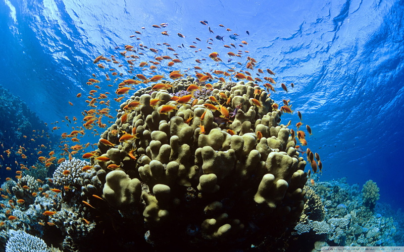 1080P, fish, blue, sea, nature, landscape, water, reef