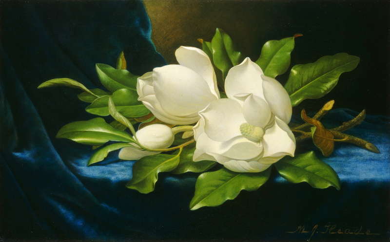 Magnolia on blue velvet, 2K, Martin Johnson head, picture, painting, Giant Magnolias on a Blue Velvet, Martin Johnson Heade