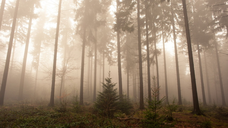 day, nature, pine tree, environment, plant, woodland, scenics - nature, 1080P, forest, tranquil scene, download nature  full size 1920x1080, pine woodland
