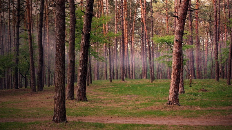 idyllic, tree trunk, tranquility, pine woodland, grass, scenics - nature, pine tree, non-urban scene, no people, forest, landscape, growth, tranquil scene