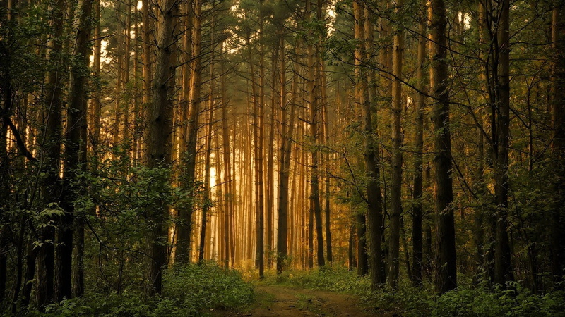 download nature  full size 1920x1080, outdoors, abundance, beauty in nature, tree, woodland, green color, day, nature, plant, land, scenics - nature, forest