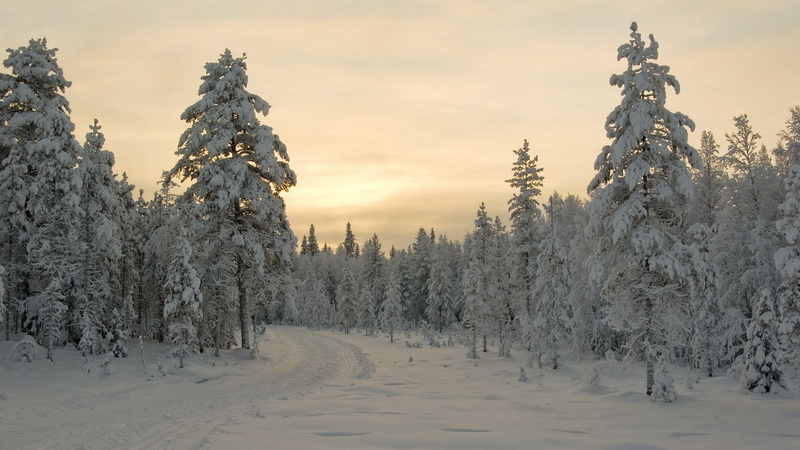 land, nature, covering, plant, non-urban scene, snow, sky, tree, sunset, no people, download nature  full size 1920x1080, winter, cold temperature, pine tree