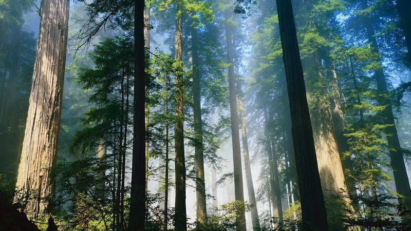 1080P, download nature  full size 1920x1080