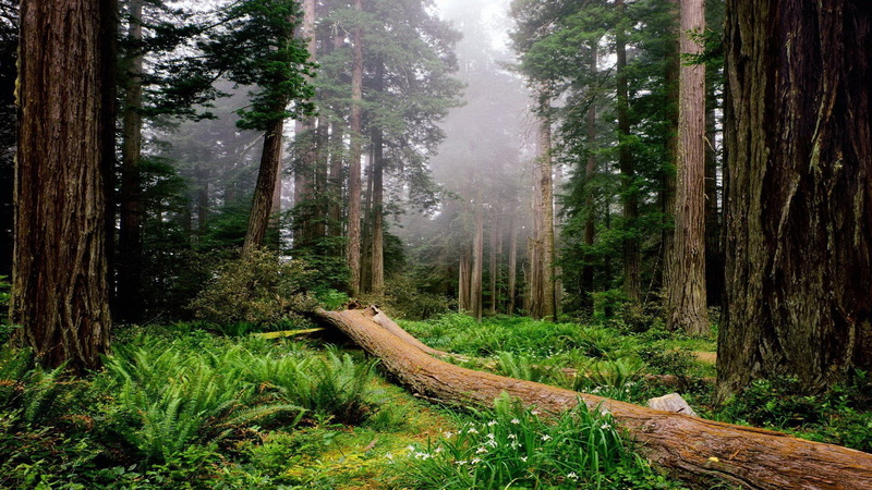 download nature  full size 1920x1080, 1080P