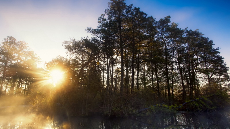 sunlight, beauty in nature, nature, lake, tree, water, growth, plant, streaming, land, 1080P, download nature  full size 1920x1080, forest, tranquility