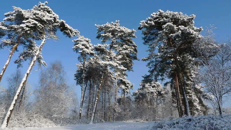 plant, download nature  full size 1920x1080, coniferous tree, snowcapped mountain, scenics - nature, land, outdoors, pine tree, growth, 1080P, tree, covering