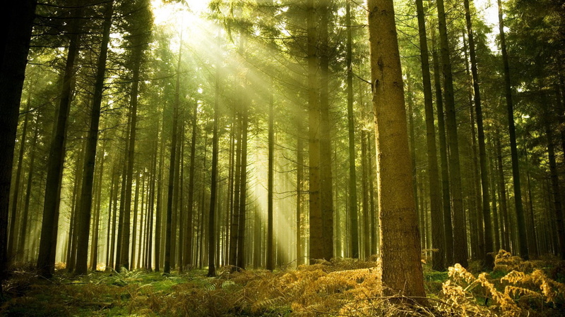 1080P, download nature  full size 1920x1080