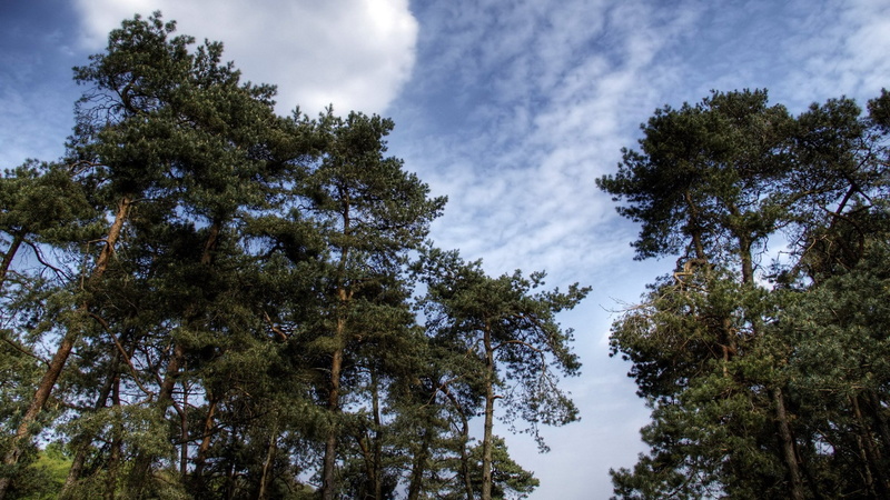 growth, no people, forest, nature, green color, 1080P, land, tall - high, tree canopy, non-urban scene, branch, day, cloud - sky, download nature  full size 1920x1080