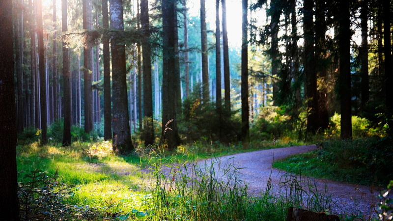 land, sunlight, nature, non-urban scene, beauty in nature, woodland, trunk, no people, forest, tree, day, growth, landscape, plant, outdoors, tree trunk