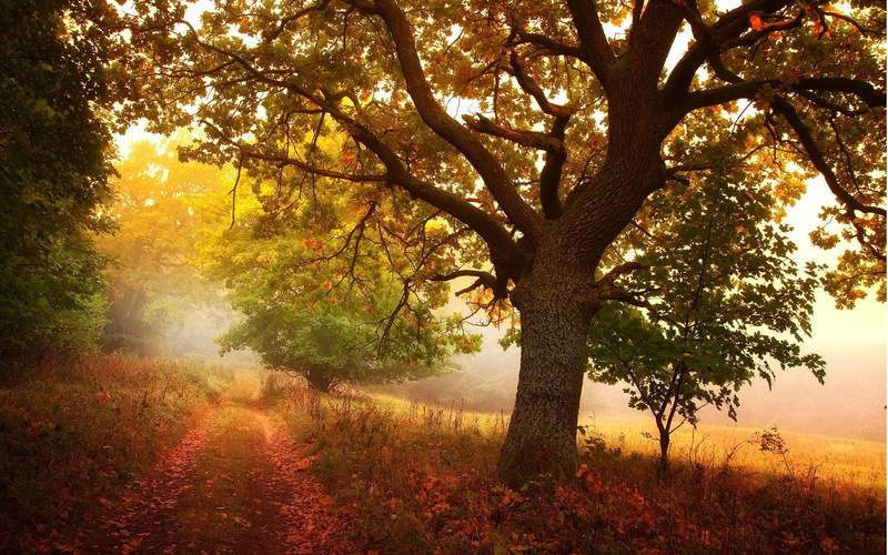 windows backgrounds nature for pc 1920x1200, 1080P