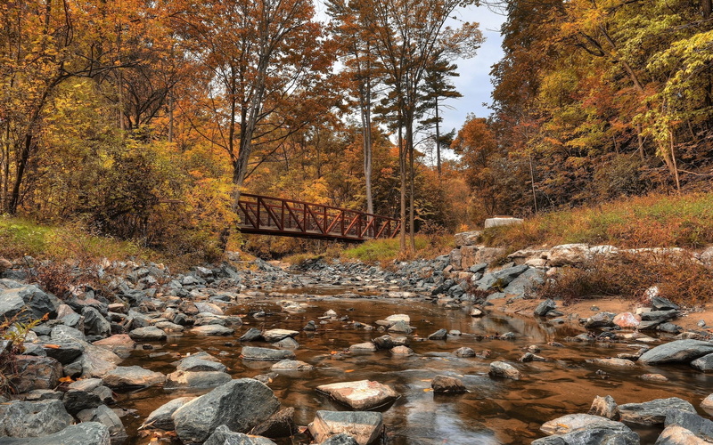 tree, no people, rock, flowing water, forest, beauty in nature, nature, change, 1080P, stream - flowing water, day, rock - object, plant, woodland, tranquil scene
