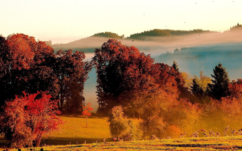 no people, orange color, day, windows backgrounds nature for pc 1920x1200, tranquil scene, growth, non-urban scene, landscape, environment, outdoors, sky