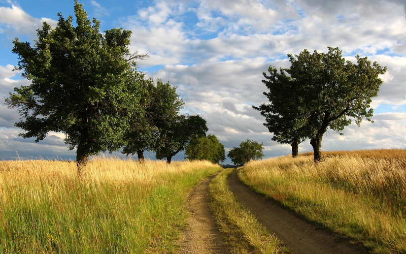 nature, cloud - sky, pc  in nature 1920x1200, environment, scenics - nature, trail, no people, growth, non-urban scene, the way forward, tranquil scene