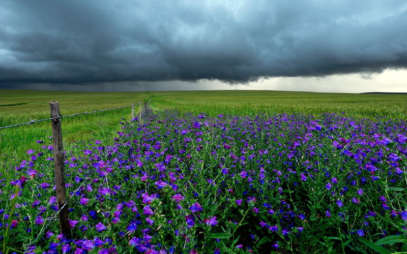 growth, no people, springtime, storm cloud, pc  in nature 1920x1200, plant, field, outdoors, environment, land, rural scene, thunderstorm, 1080P, flowering plant