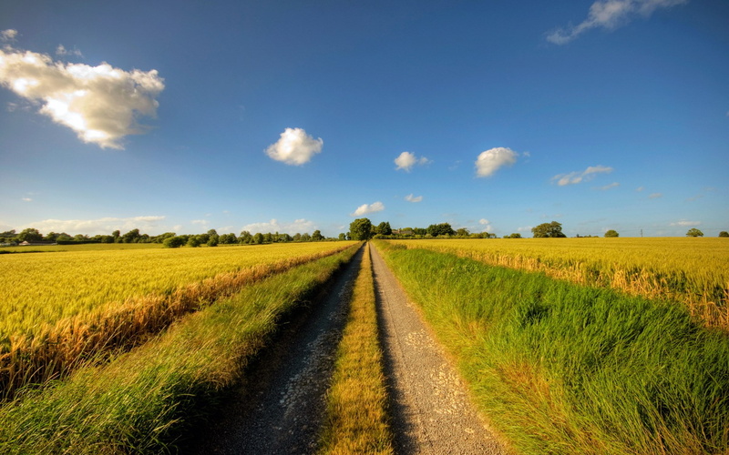 tranquility, plant, sky, direction, no people, field, land, rural scene, tranquil scene, road, landscape, sunlight, scenics - nature, cloud - sky, environment