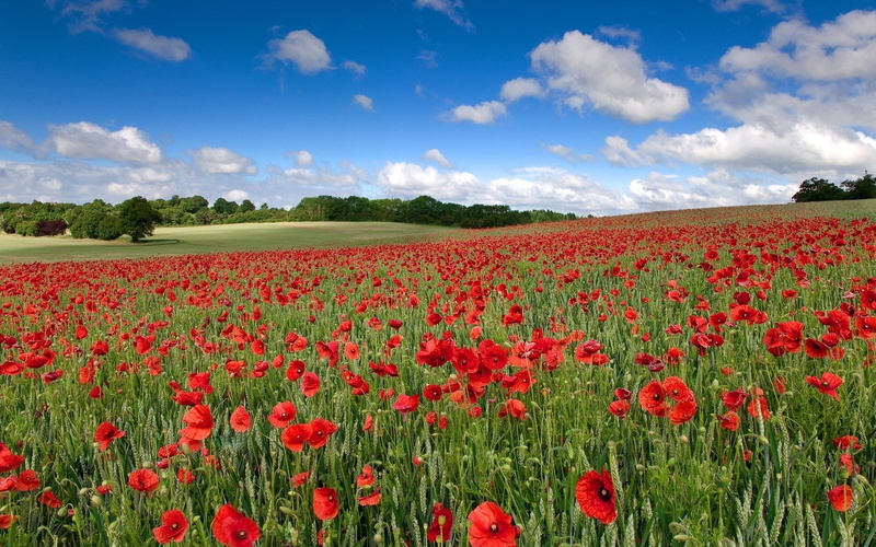 poppy, environment, sky, plant, land, tranquility, springtime, tranquil scene, outdoors, no people, growth, freshness, nature, pc  nature 1920x1200, flowering plant