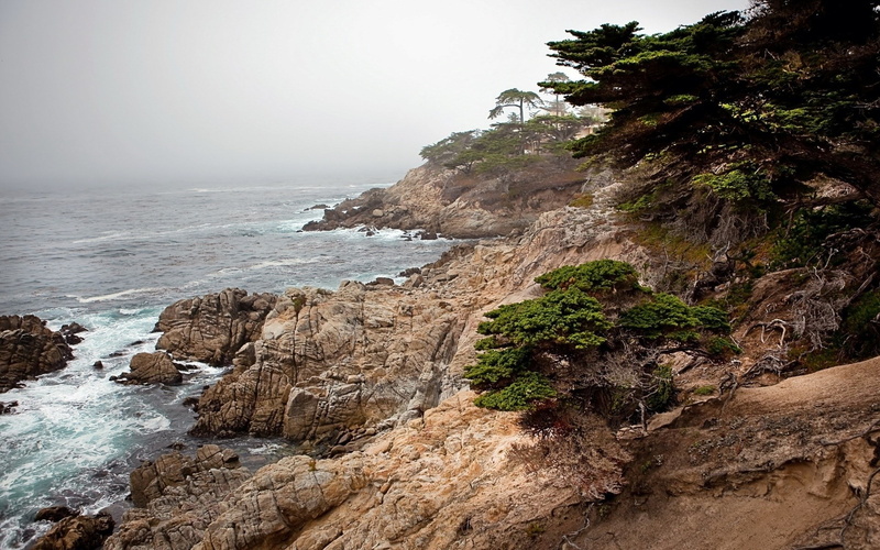 tree, rock - object, plant, land, scenics - nature, solid, rock formation, tranquil scene, beauty in nature, nature, rocky coastline, rock, water, no people