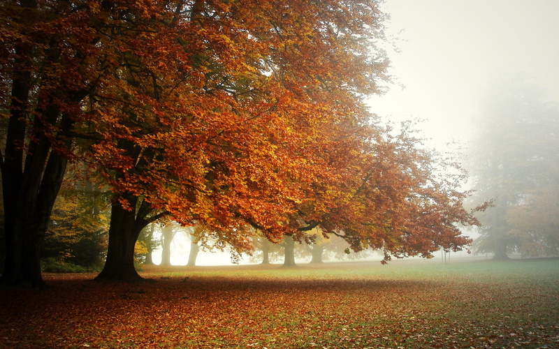 1080P, full hd nature  1080p 1920x1200