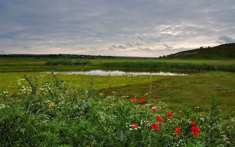land, scenics - nature, cloud - sky, field, day, growth, 1080P, landscape, tranquility, flowering plant, nature, tranquil scene, water, beauty in nature