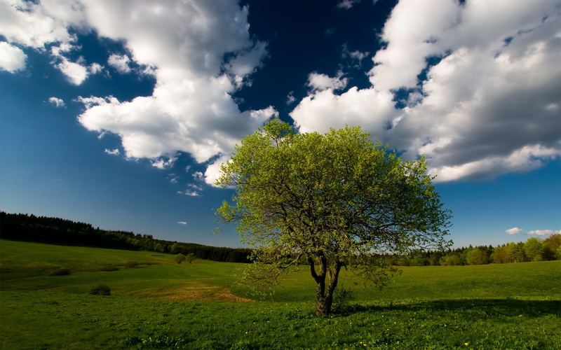 1080P, full hd nature  1080p 1920x1200
