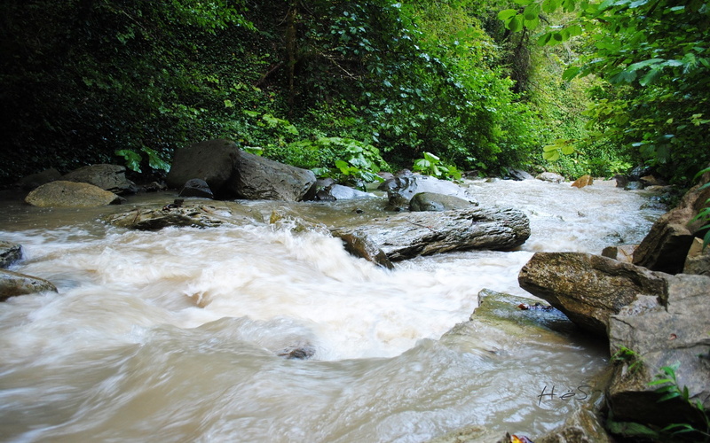 power in nature, day, animal themes, motion, no people, flowing water, solid, one animal, tree, rock, outdoors, full hd  nature 1080p  1920x1200, 1080P