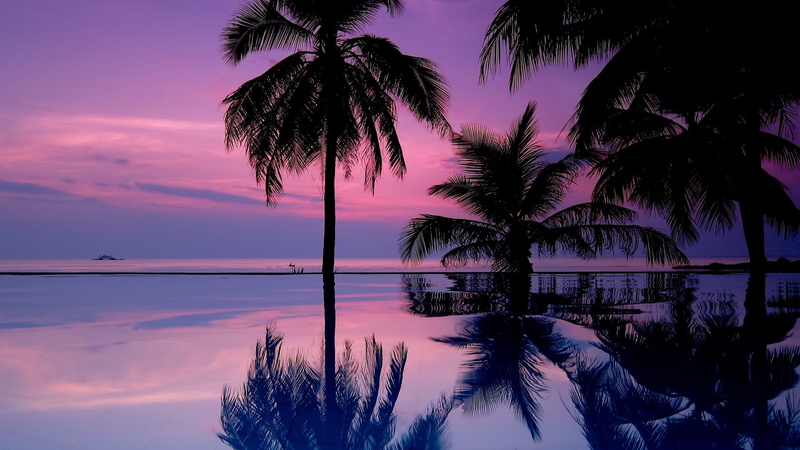 outdoors, silhouette, romantic sky, tree trunk, palm tree, 1080P, scenics - nature, sea, horizon over water, coconut palm tree, no people, reflection
