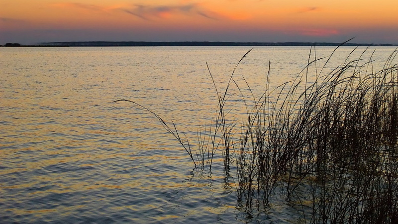 non-urban scene, rippled, horizon, land, idyllic, scenics - nature, beach, sky, 1080P, nature, water, beauty in nature, sea, horizon over water, plant