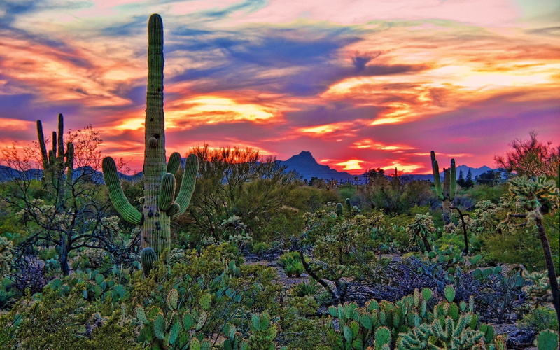 1080P, download full size nature  1920x1200