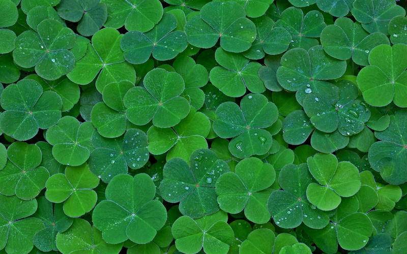 5K, Greenery, Earth, Clover, Leaf, Plant