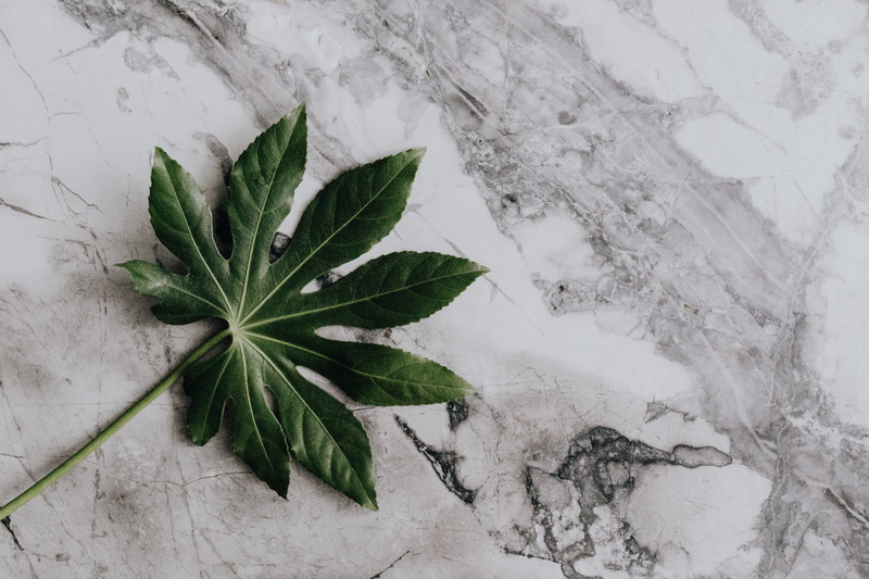 5K, high angle view, aralia, greenery, day, herb, green, winter, snow, nature, growth, wall - building feature, green color, plant part, beauty in nature