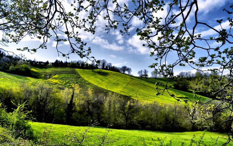 1080P, Trees, Greenery, Spring, Scenery, Fields