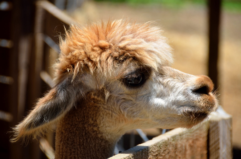 livestock, brown, single, head, america, selective, wild, day, photo, face, animal themes, ears, funny, zoo, pet, one, camelid, 4K, close-up, hair, llama