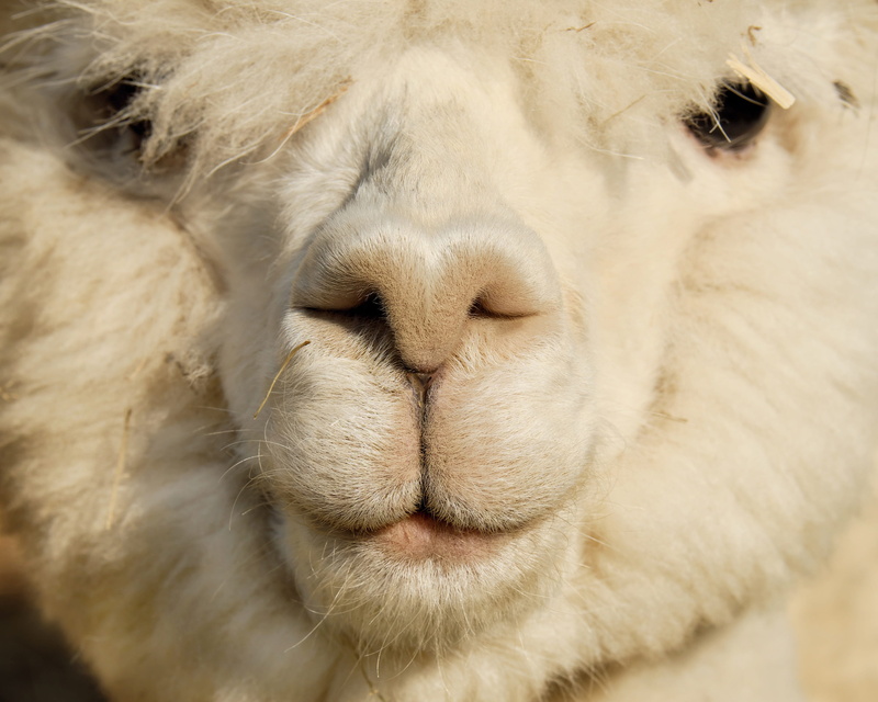 domestic, animal hair, closeup, eyes, photo, animal portrait, pets, no people, herbivorous, white, mammal, snout, animal themes, 2K, young animal, fluffy