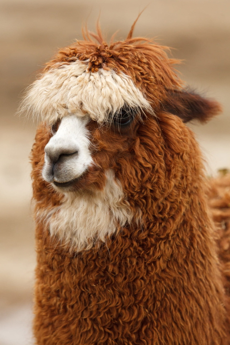 focus on foreground, hair, zoo, curly, close-up, pets, alpaca, mammal, no people, single, animal themes, head, face, cute, fluffy, animal hair, animal head