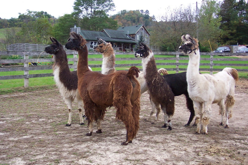 domestic animals, pets, camelid, 720P, mammal, grass, llama, vertebrate, hair, land, wildlife, llamas, group of animals, nature, animals, peruvian, day