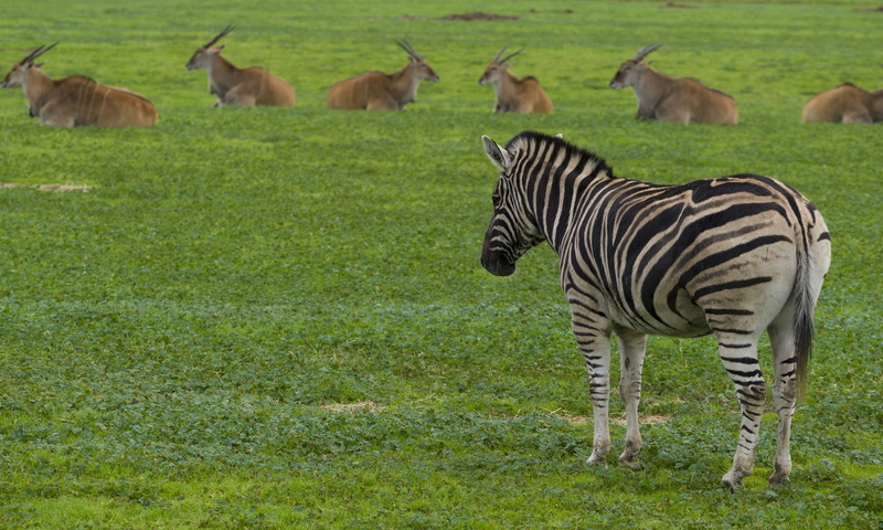 animal wildlife, safari, outdoors, cow, nature, rural, cattle, meadow, striped, Zoo, land, mammal, ranch, farm, animal themes, wildlife, herd, animal, antelope