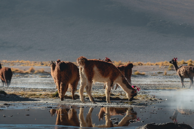 mammal, lake, llama, drinking, vertebrate, ocean, bokeh, no people, animal, land, young animal, group of animals, outdoors, lama, three animals, foal, nature
