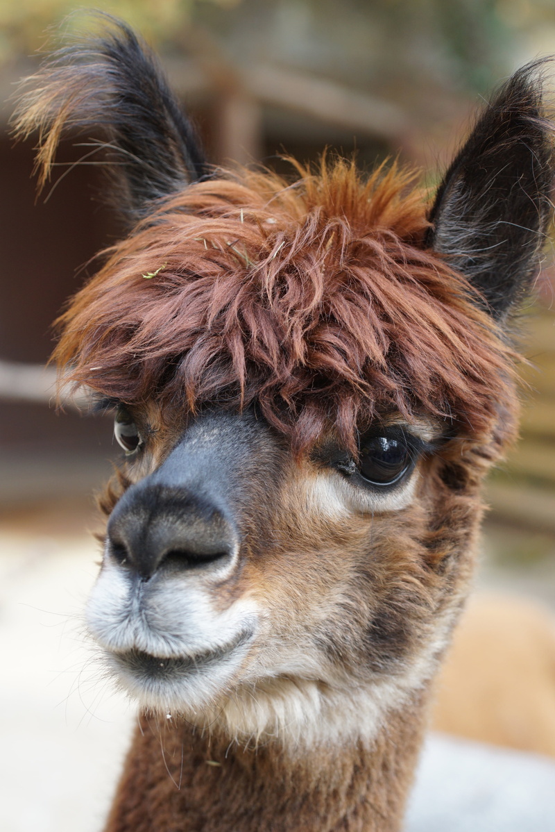 nature, outdoors, wool, brown, livestock, animal themes, alpaca, animal hair, domestic, animal, close-up, fluffy, focus on foreground, photo, wildlife